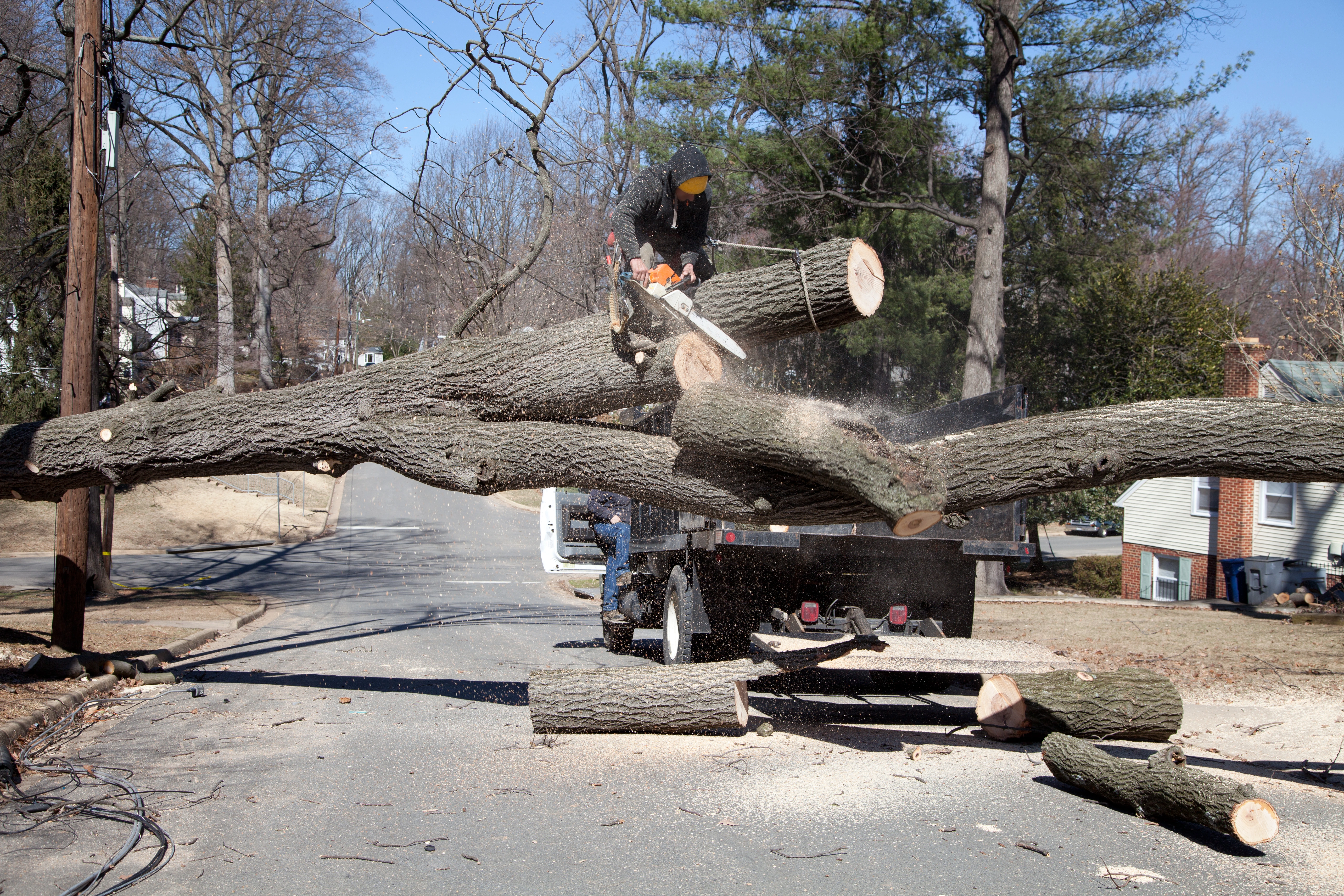 Tree Service Icon